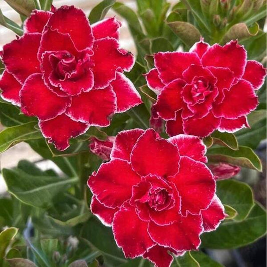 Adenium obesum PHET PATHUM