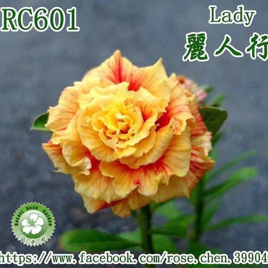 Adenium obesum LADY