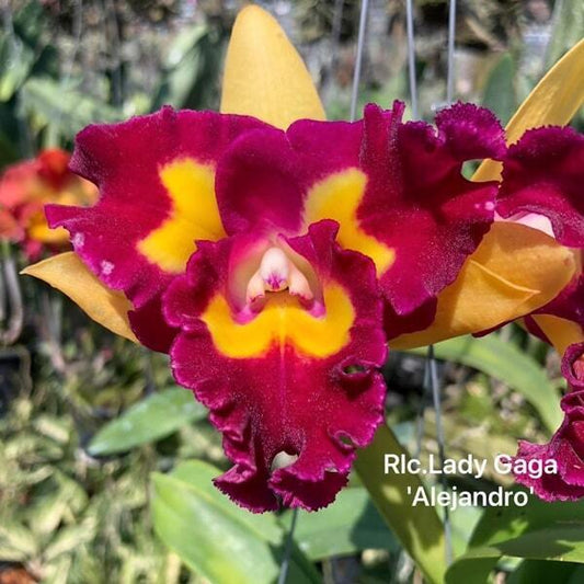 Rhyncholaeliocattleya orchid RLC. LADY GAGA ALEJANDRO