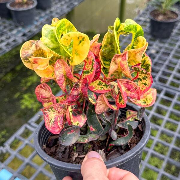 Croton LADYBUG