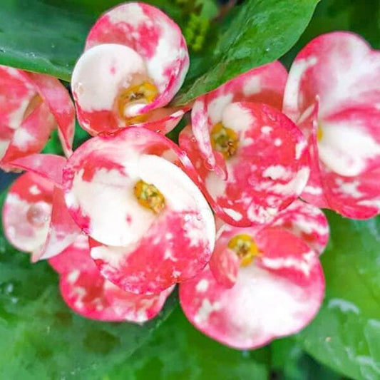 Euphorbia Milii LAI KANOK