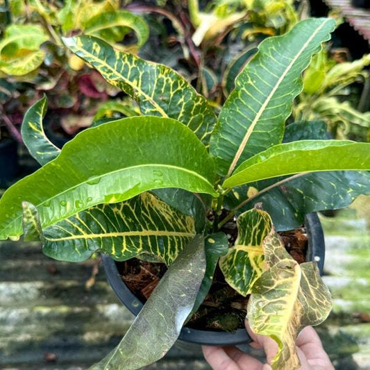 Croton LAI PHAT KHLONG