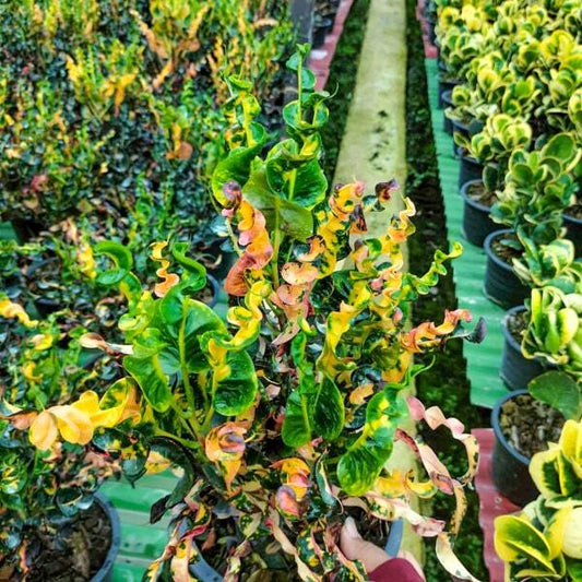 Croton LAK CHAI