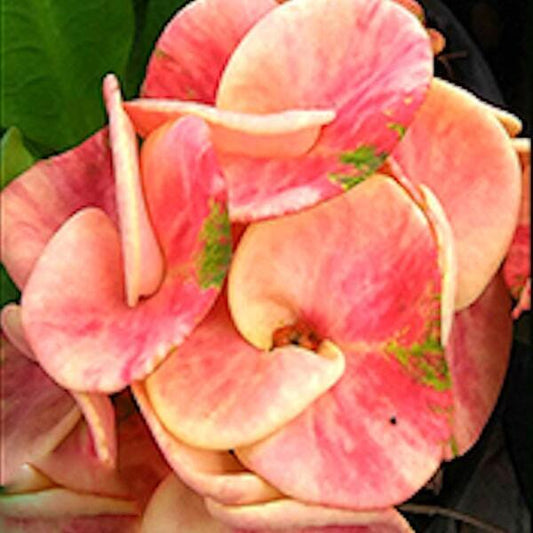 Euphorbia Milii LAK CHAI