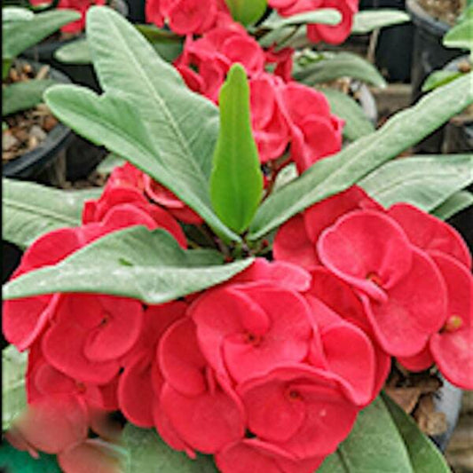 Euphorbia Milii LAK SAB
