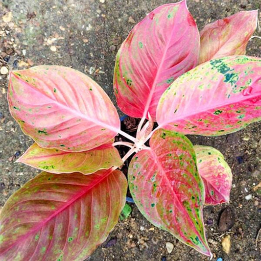 Aglaonema LAK SAB SOM