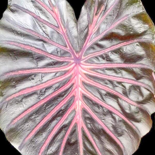 Colocasia LAKE HILLIER