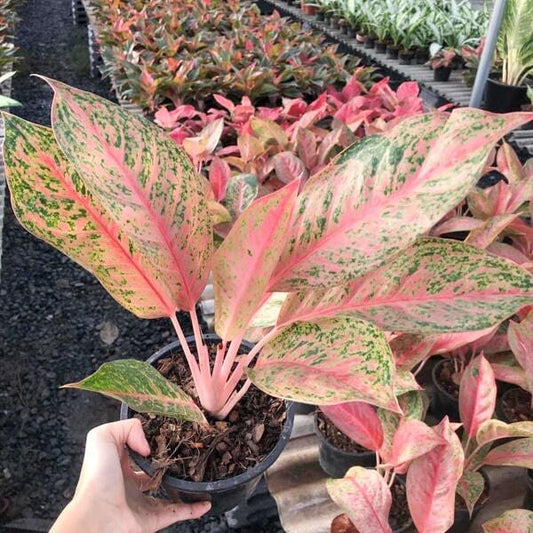 Aglaonema LAK SAB