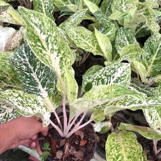 Aglaonema LAK SAB THONG
