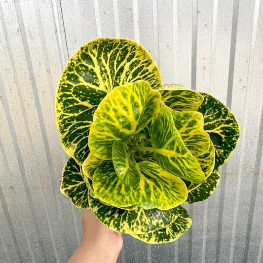 Croton LAM NARAI