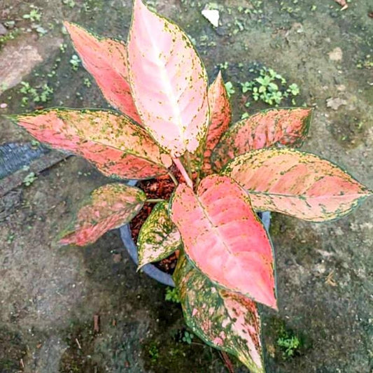 Aglaonema LAM SAM