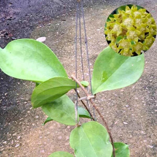Hoya LAMBII