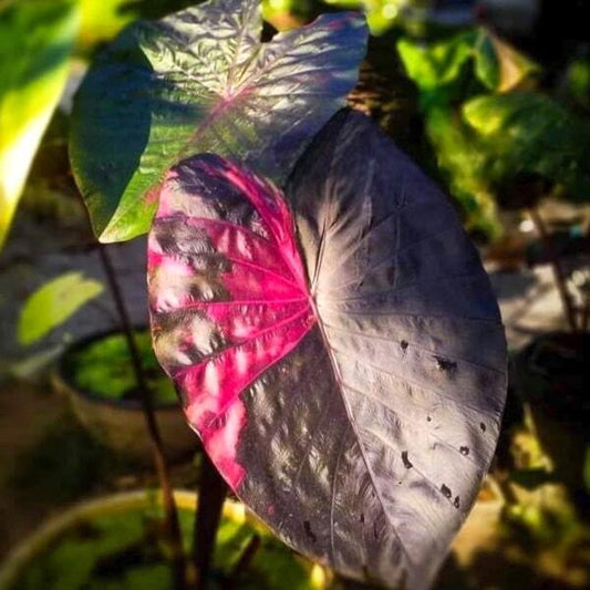 Colocasia LANSKA BLACK RED