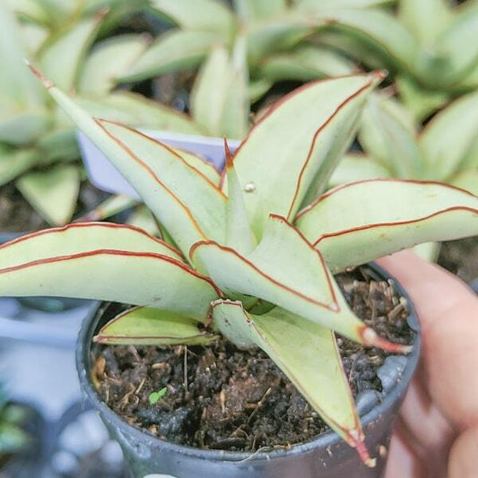 Sansevieria LANTA