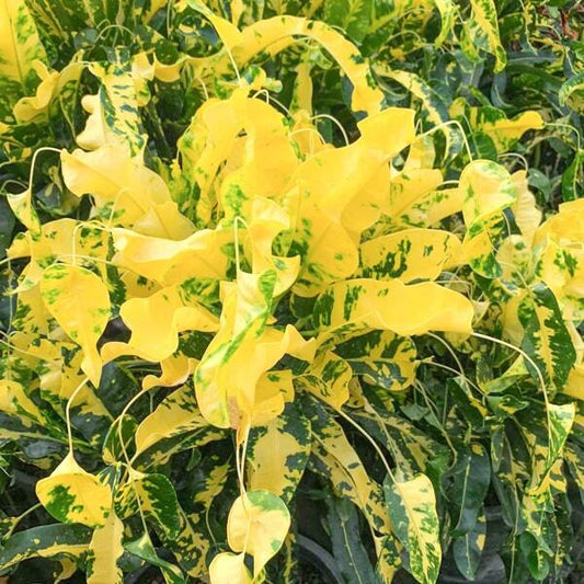 Croton LAO THONG