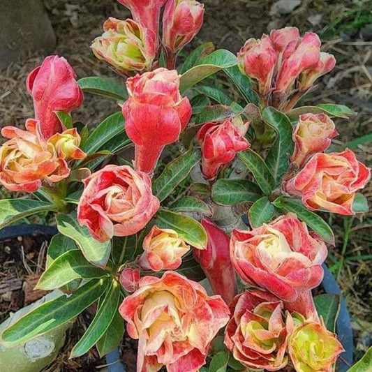 Adenium obesum LATTE