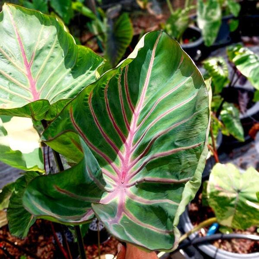 Colocasia LAVA LISA
