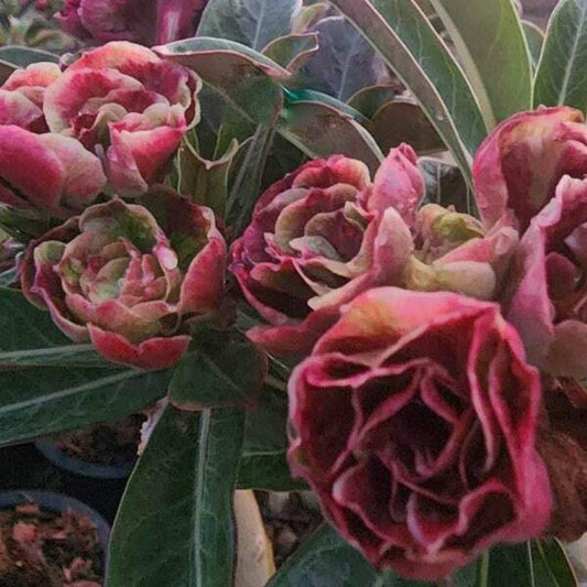 Adenium obesum LAYERS