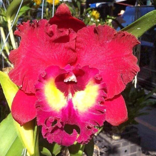 Laeliocattleya orchid LC. TAINAN CITY GENERAL