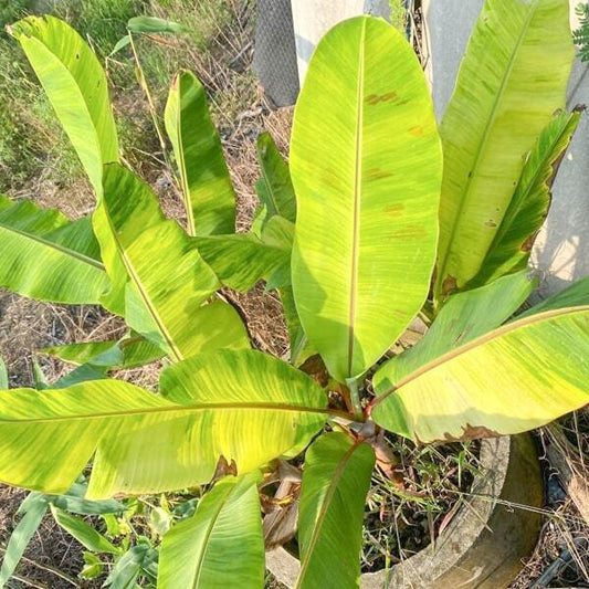 Banana variegated LEB MUNANG