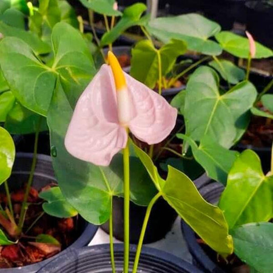 Anthurium andraeanum LEE - s.MINI