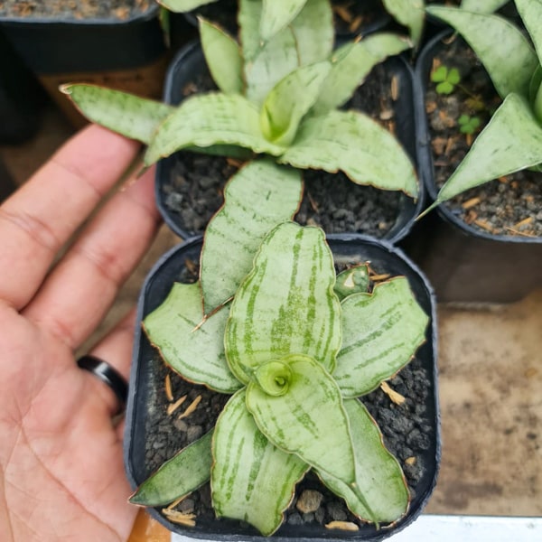 Sansevieria LILIYA