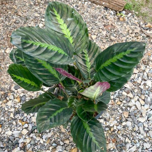 Calathea LINDENIANA (KHUN CHANG)