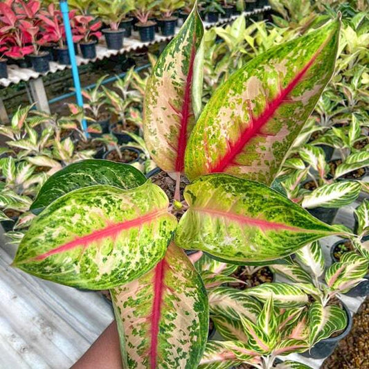 Aglaonema LION KING