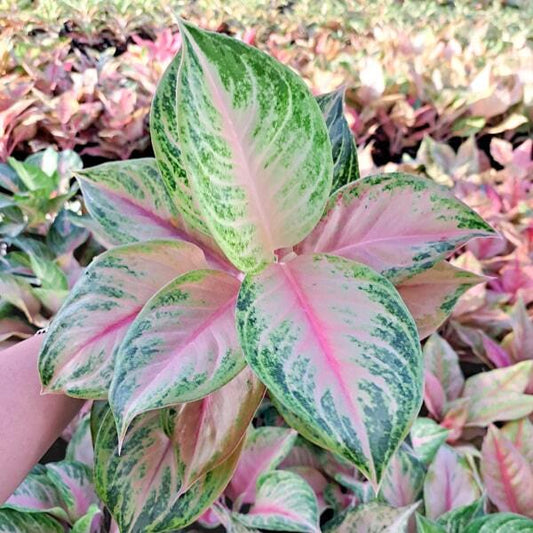 Aglaonema PINK LOOKBAY
