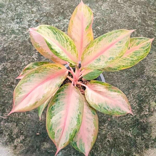 Aglaonema ORANGE LOOKBAY