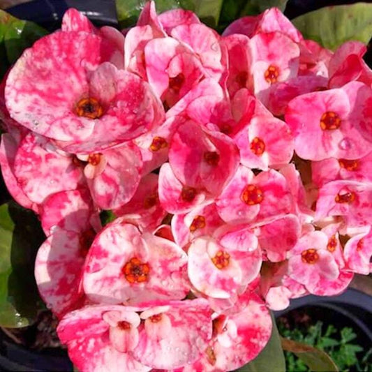 Euphorbia Milii LOOK PETCH PETAI