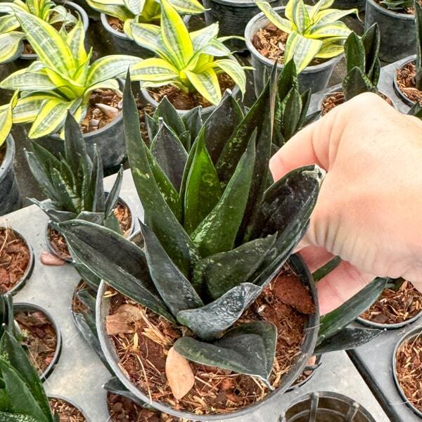 Sansevieria LOOP PRIDE