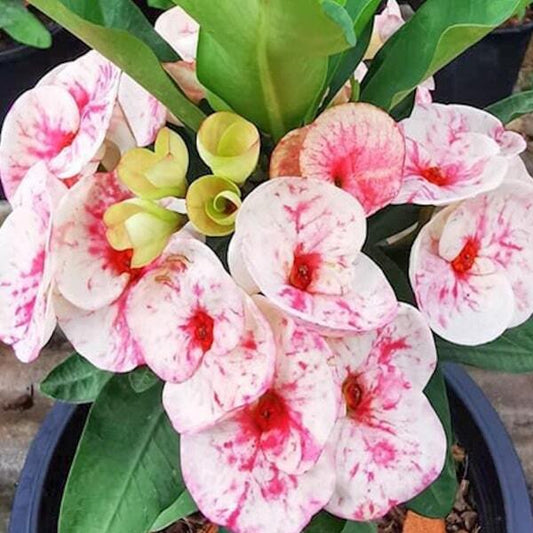 Euphorbia Milii LOOK SAB SEDTHEE