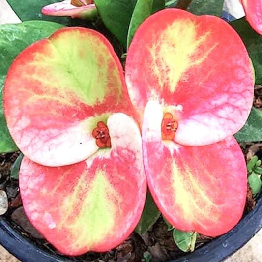 Euphorbia Milii LOOKMAI LAISEN