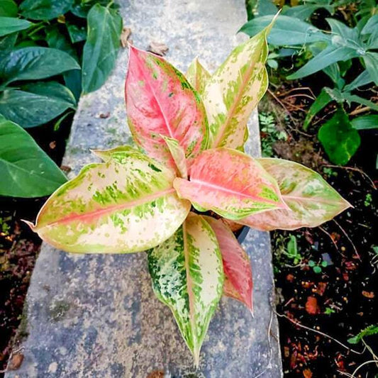 Aglaonema LOOKMAI MAI