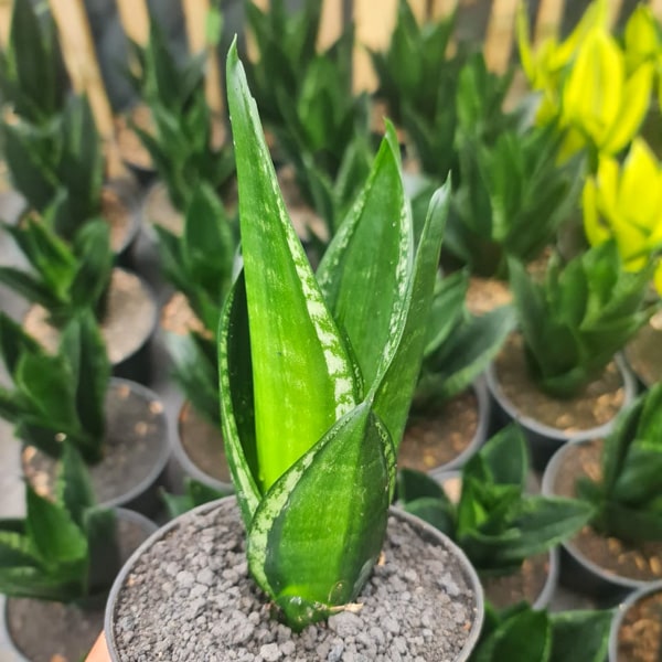 Sansevieria LOOP PRIDE TOWER