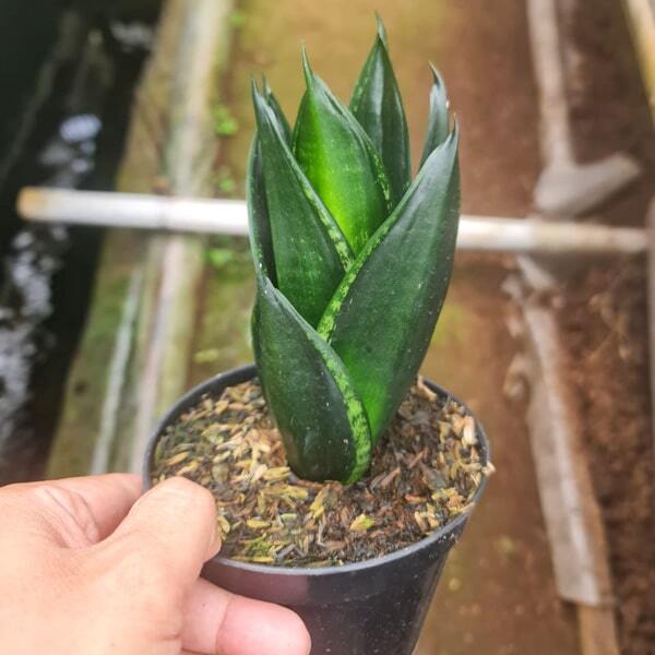 Sansevieria LOOP PRIDE