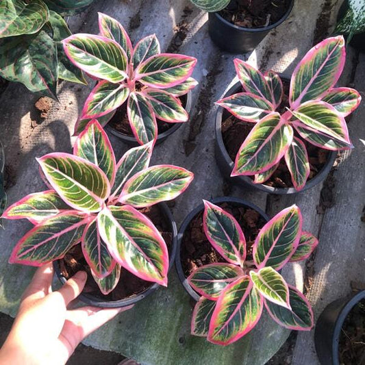 Aglaonema LOTUS DELIGHT