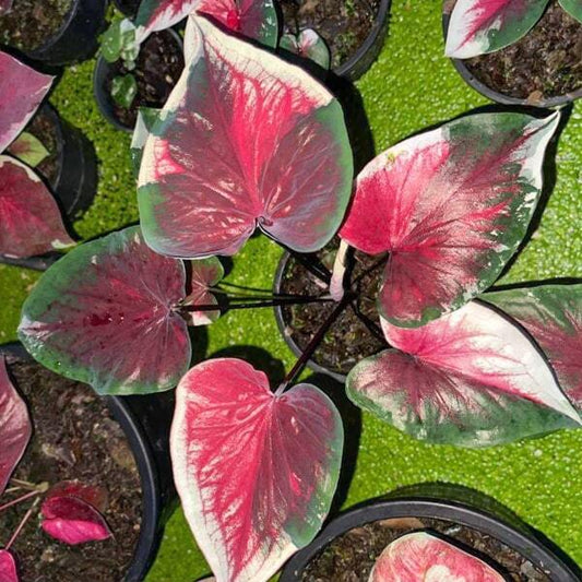 Caladium LOVE
