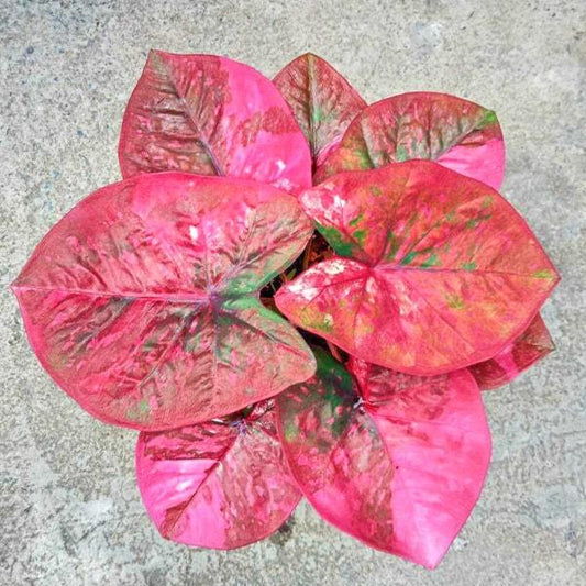Caladium LOVE FESTIVAL
