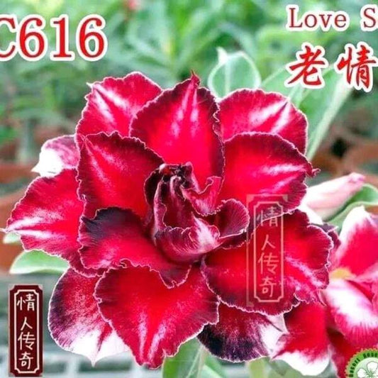 Adenium obesum LOVE SONG