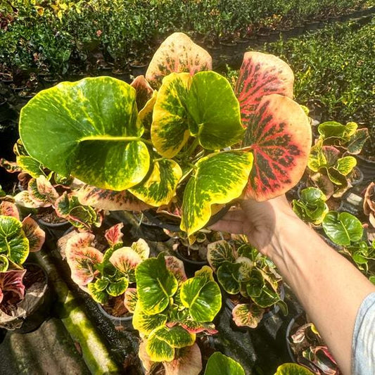 Croton RUAY MAI YOD