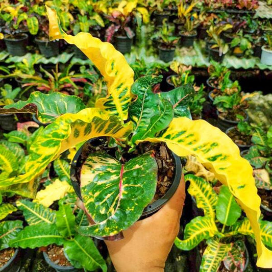 Croton LUANG SORASAK