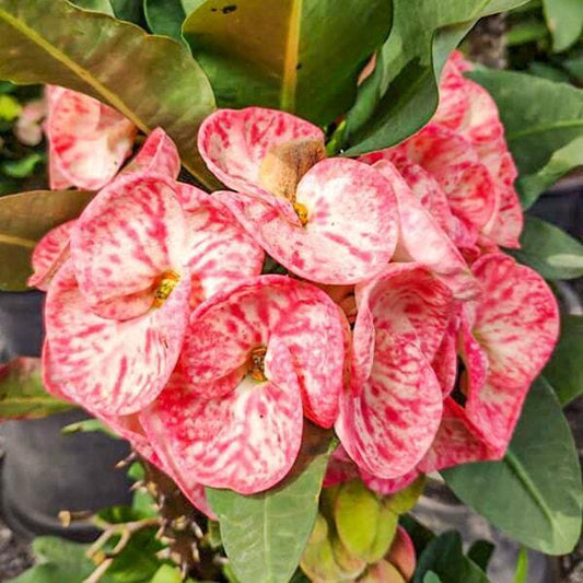 Euphorbia Milii LUCKY PINK