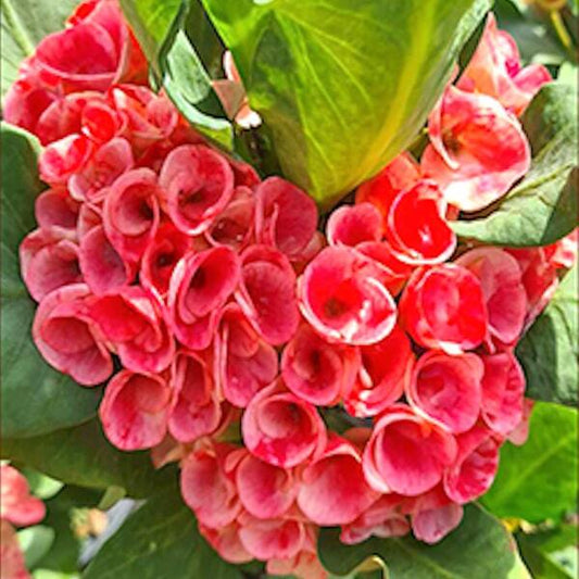 Euphorbia Milii LUCKY ROSE