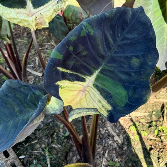 Colocasia LUNAR ECLIPSE