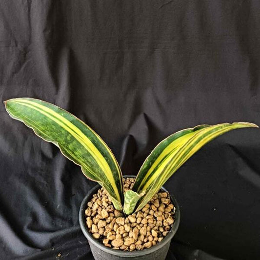 Sansevieria MACROPHYLLA BLUE VAR