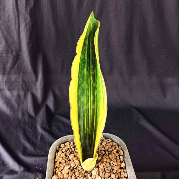Sansevieria MALAWI MIDNIGHT VAR
