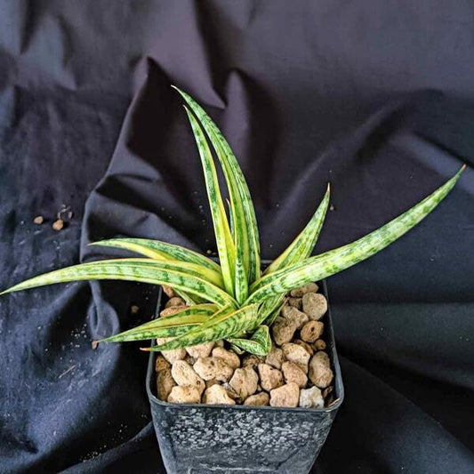 Sansevieria MANDARIN VAR