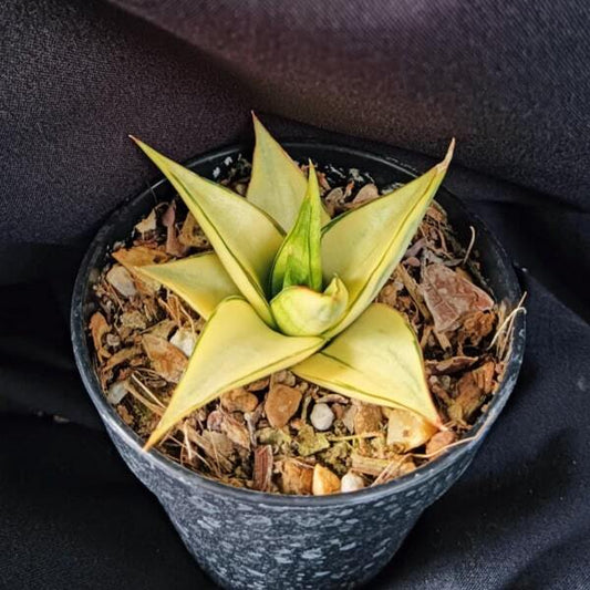 Sansevieria MANNY PACQUIANO VAR